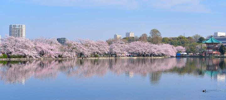 湖畔の桜